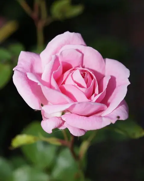 a flower